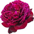 Munstead Wood rose